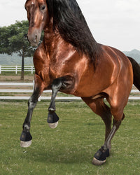 Thumbnail for Kavallerie Pro Overreach Horse Bell Boots, Neoprene Pair for Training & Trail Riding